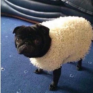 Meet your Posher, Adam